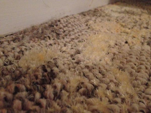 How to get mold deals out of carpet