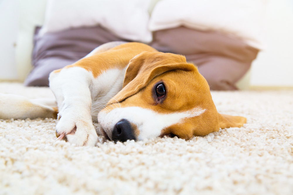 The Best Carpets for Pet Owners BOAS Cleaning Services