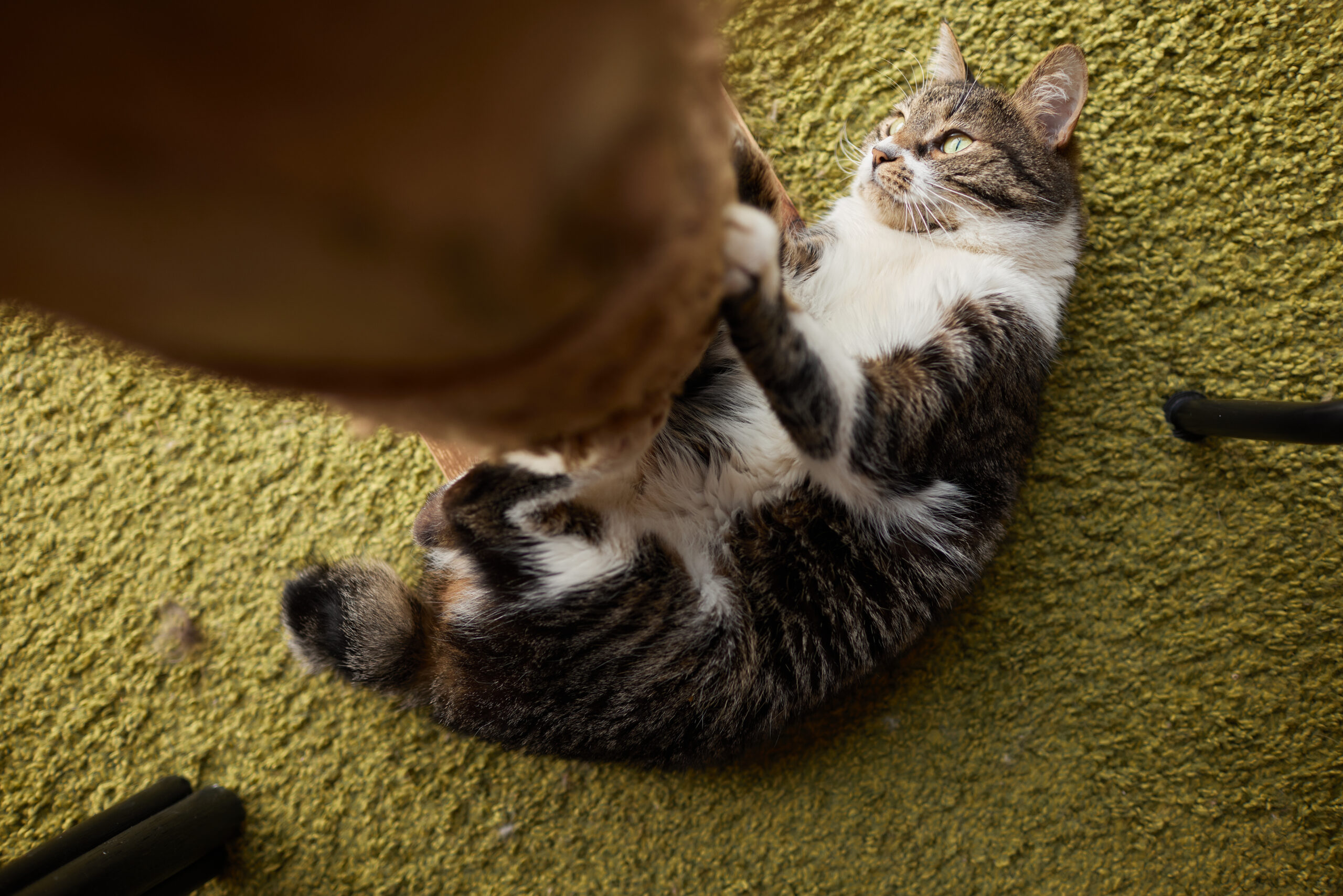 How do i stop my cat scratching my outlet carpet