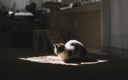 How to keep cats from outlet scratching carpet under door